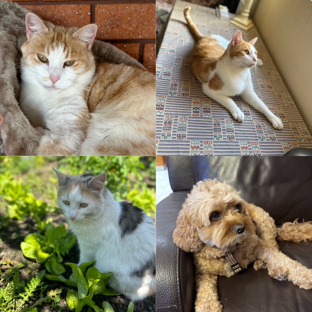 サブイメージ4枚目